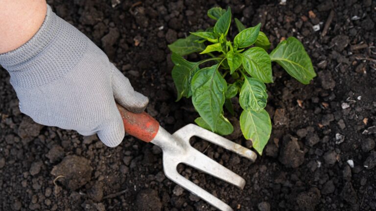 Planting pepper seedlings in the open ground, feeding and fertilizing peppers in the garden.