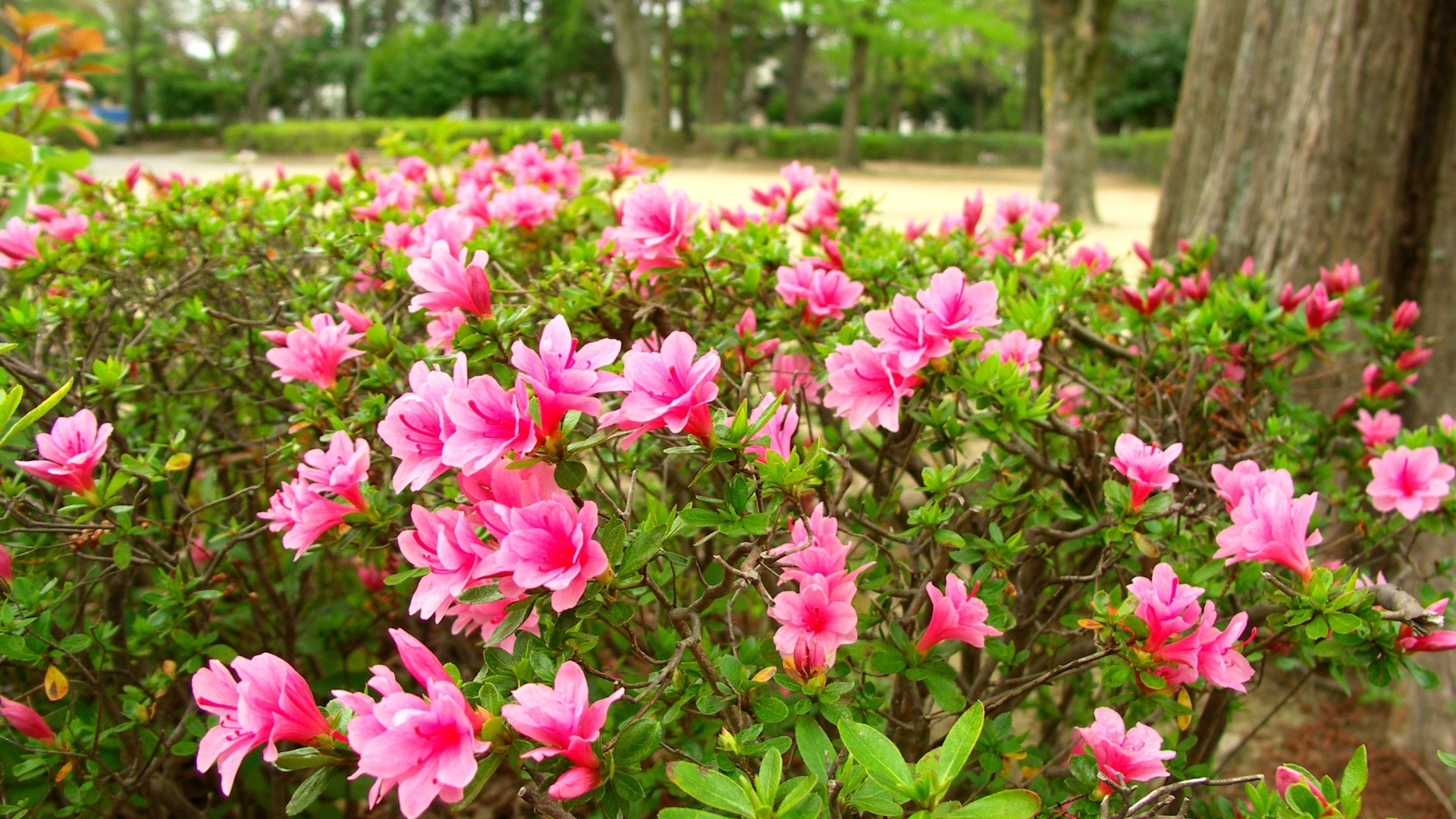 Pink azaleas blooming at the base of a metasequoia tree