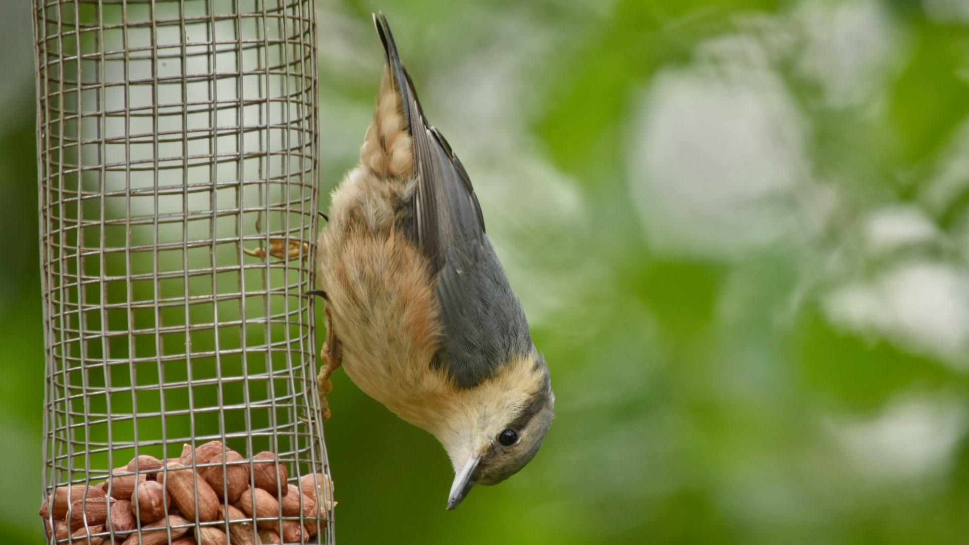 20 Simple Ways To Attract Nuthatch Birds To Your Yard