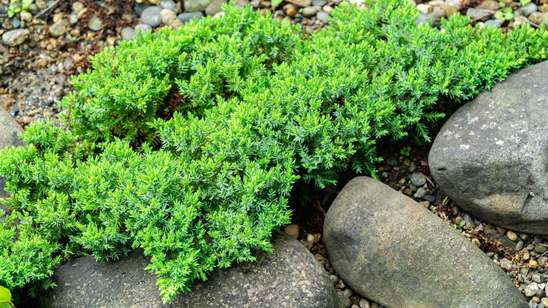 Original creeping Juniperus Procumbens Nana on stones by pond shore.