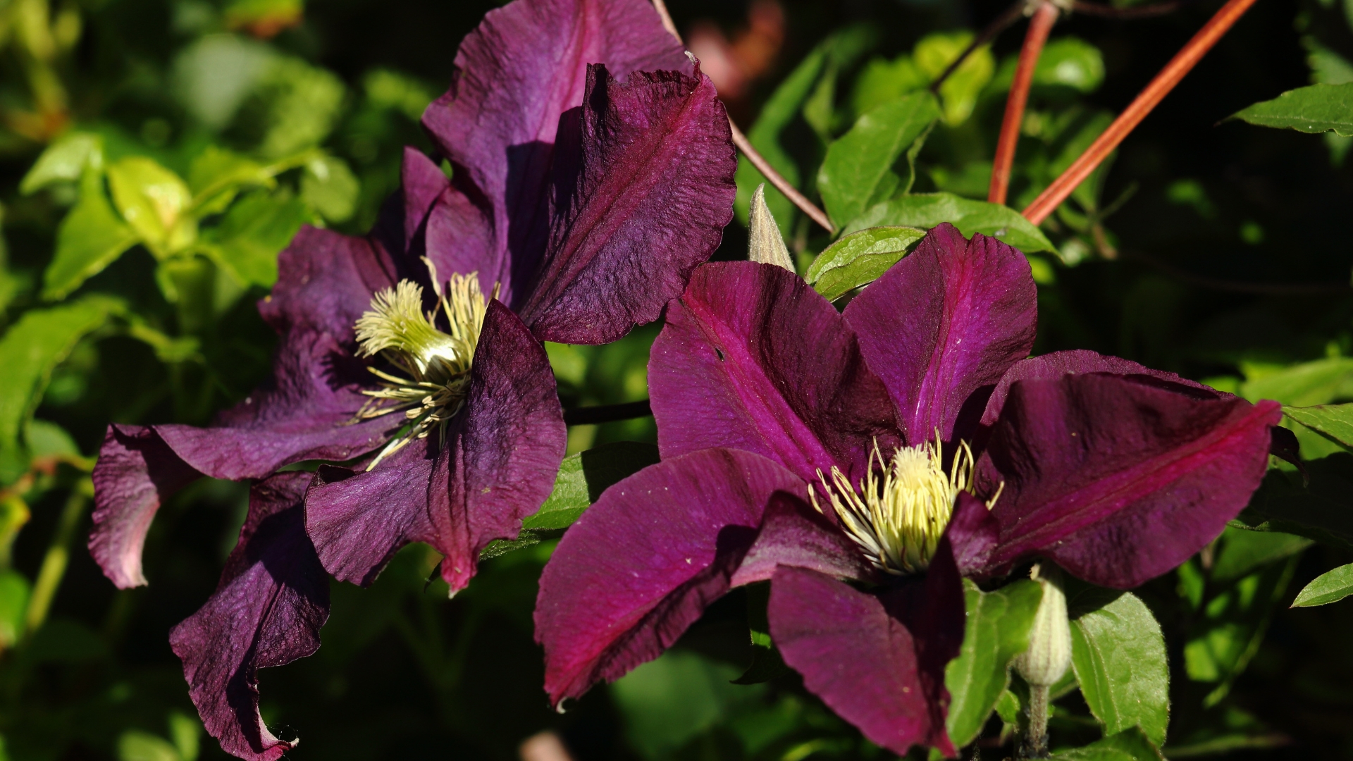 20 Stunning Varieties Of Vining Clematis That Hummingbirds Can’t Get Enough Of