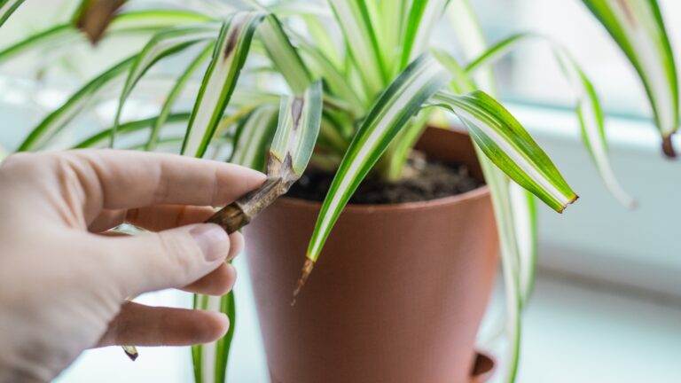 Chlorophytum house plant portrait with brown leaves.
