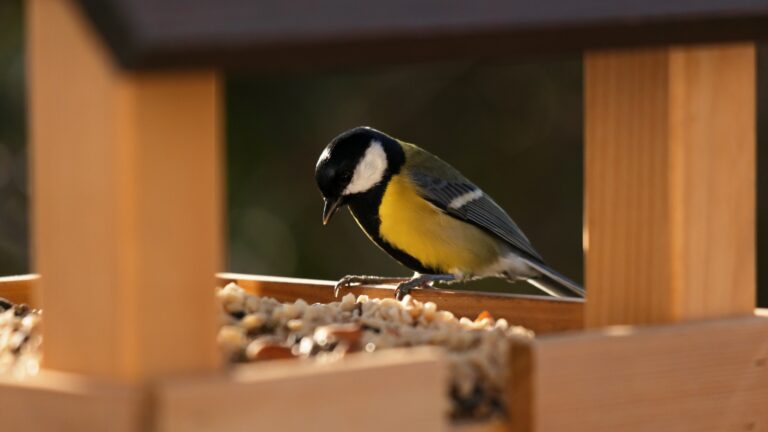 A great tit eating at a birdhouse in winter. Funny and cute close-up of a bird.