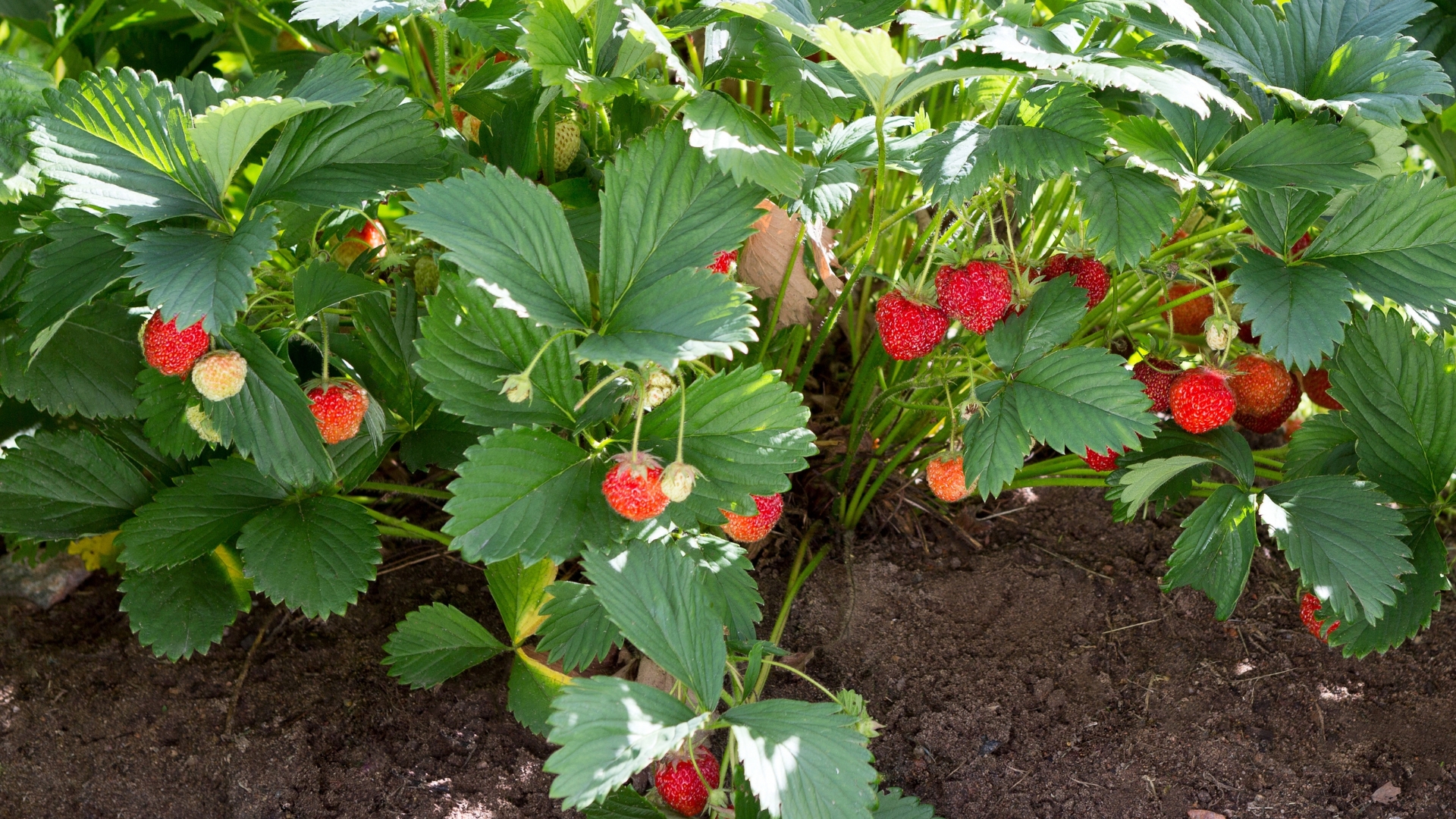 Strawberry plant. Wild stawberry bushes.