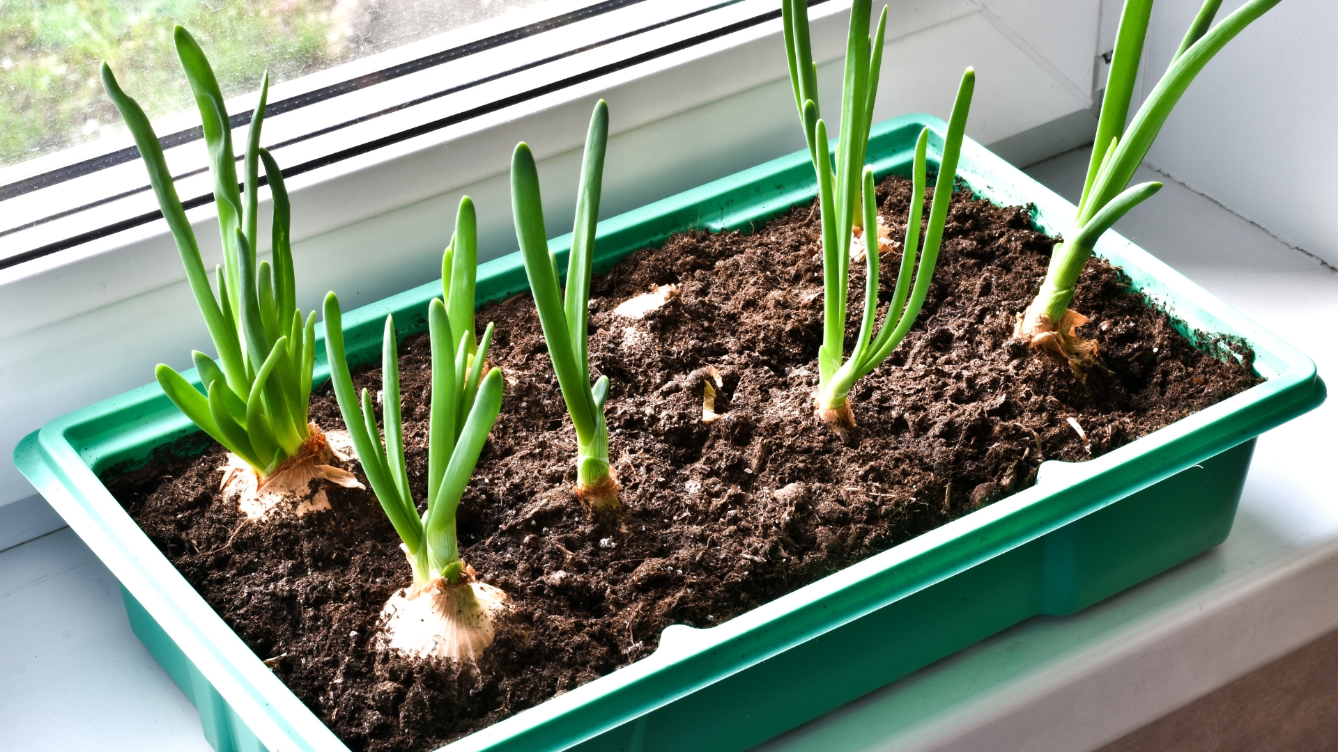 Fresh growing green onions in a green container for sprouting plants on windowsill. Fresh sprouts of green onion