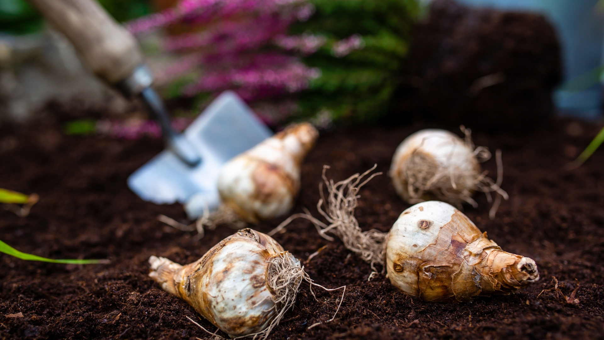 Bulbs of daffodils and heather seedlings ready for autumn planting.