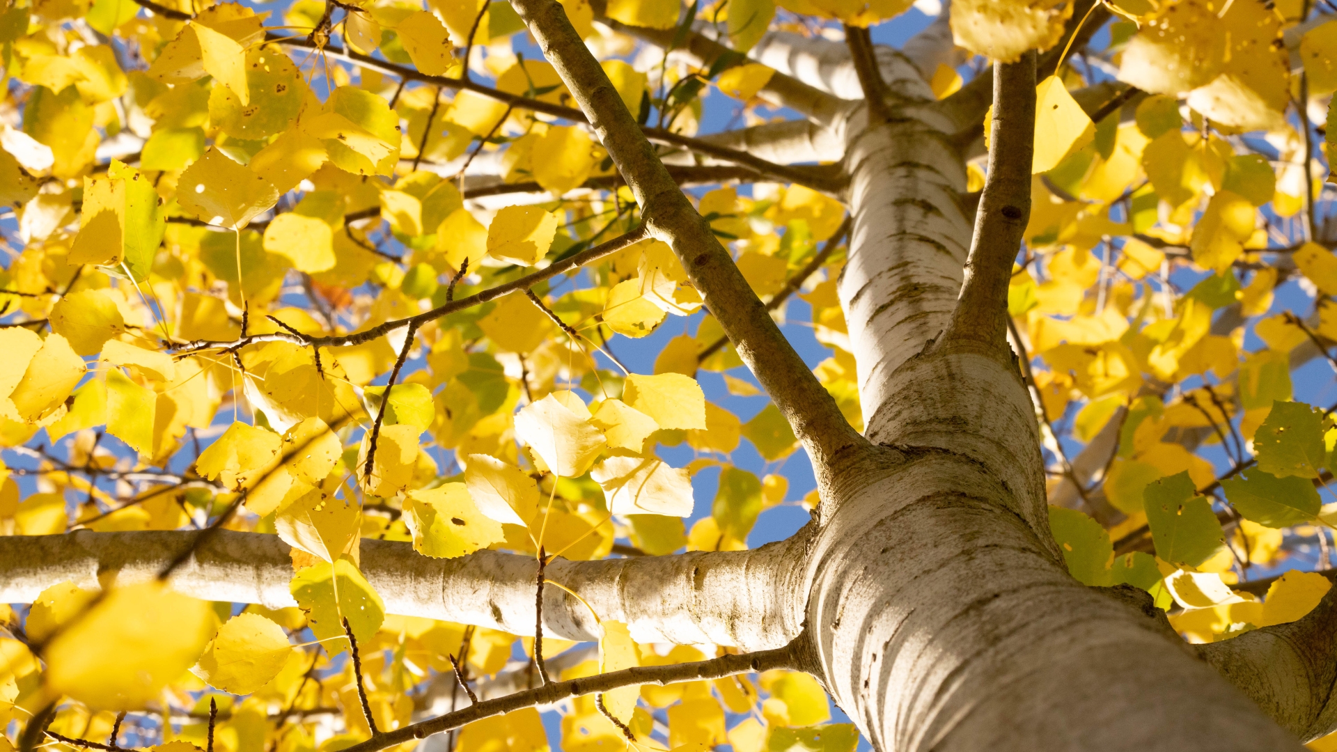 Common aspen or quaking aspen (Populus tremula). Beautiful tree from Europe. Yellow leaves in autumn.