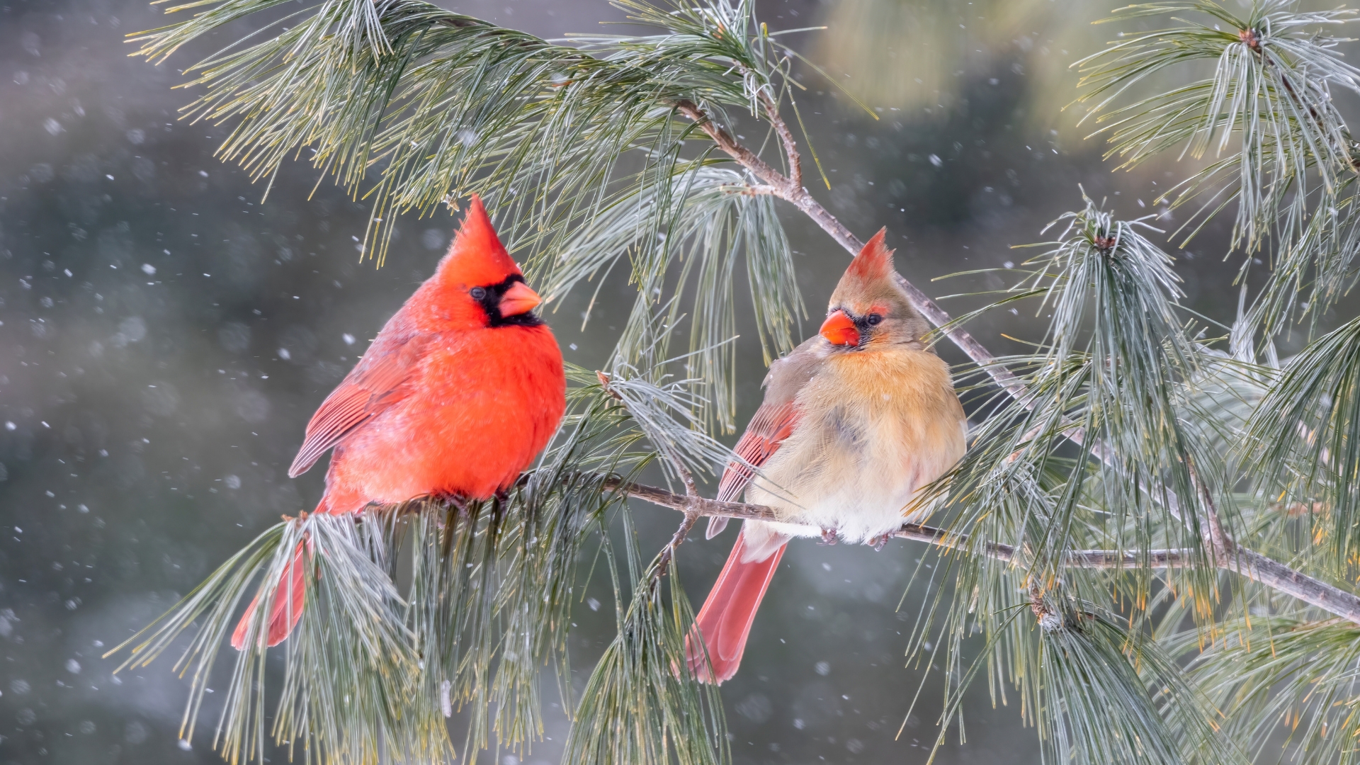 20 Types Of Cardinals Found In North America