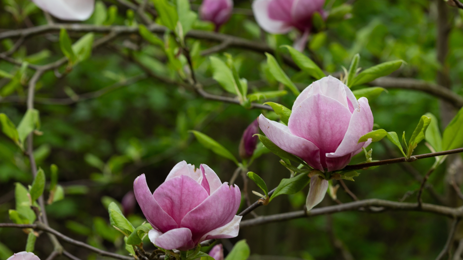 Close up of big pink tulip magnolia flowers on tree nature