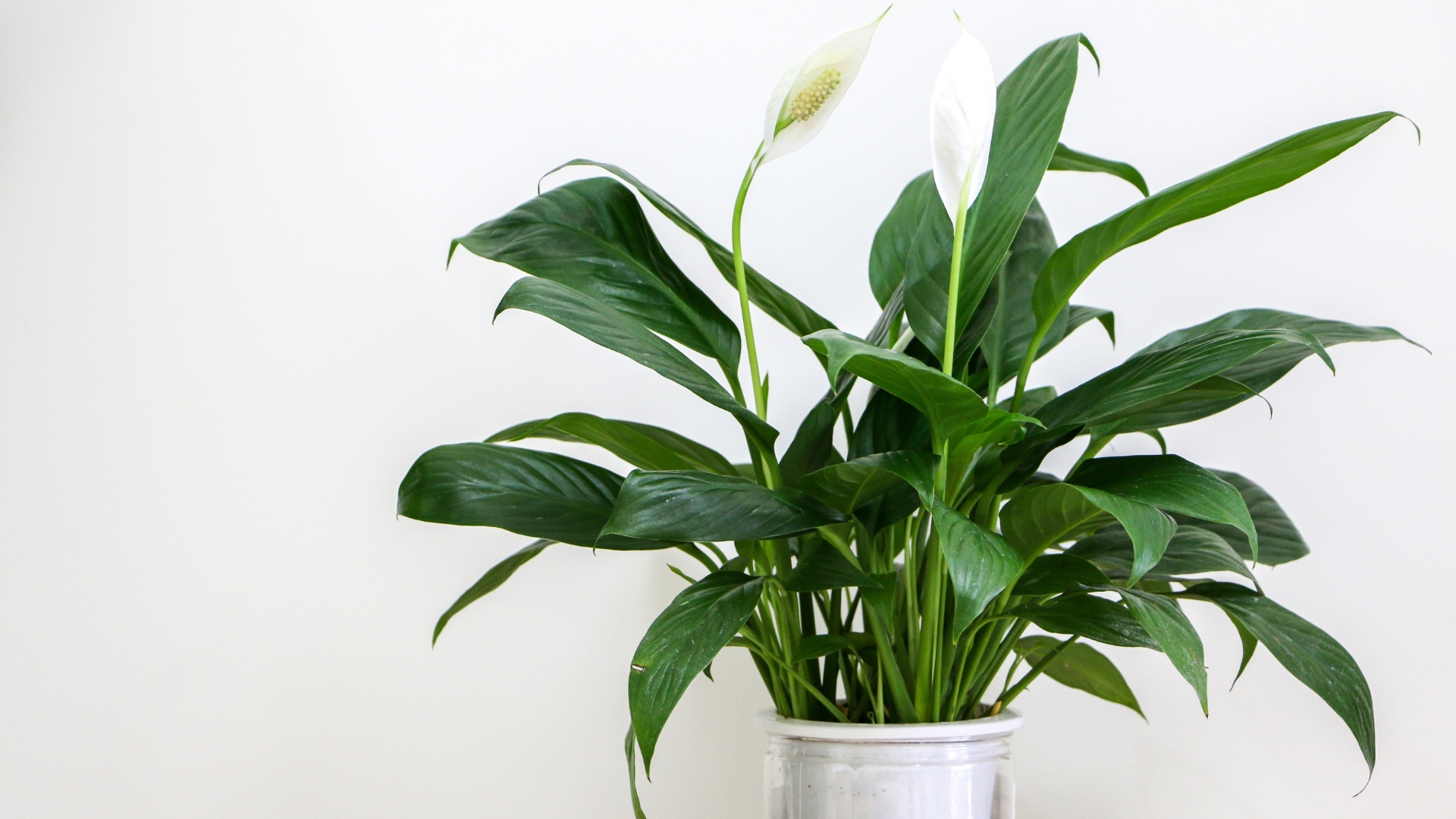 A flowering Peace Lily indoor houseplant (also known as Spathiphyllum wallisii, White Sails, Spathe Flower) with its white flowers on right side of white wall background, copy space on left