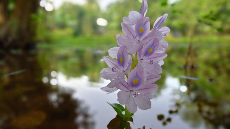 Vibrant Water Hyacinth in Bloom Invasive Water Hyacinth Overtaking Pond Purple Water Hyacinth Covering Water
