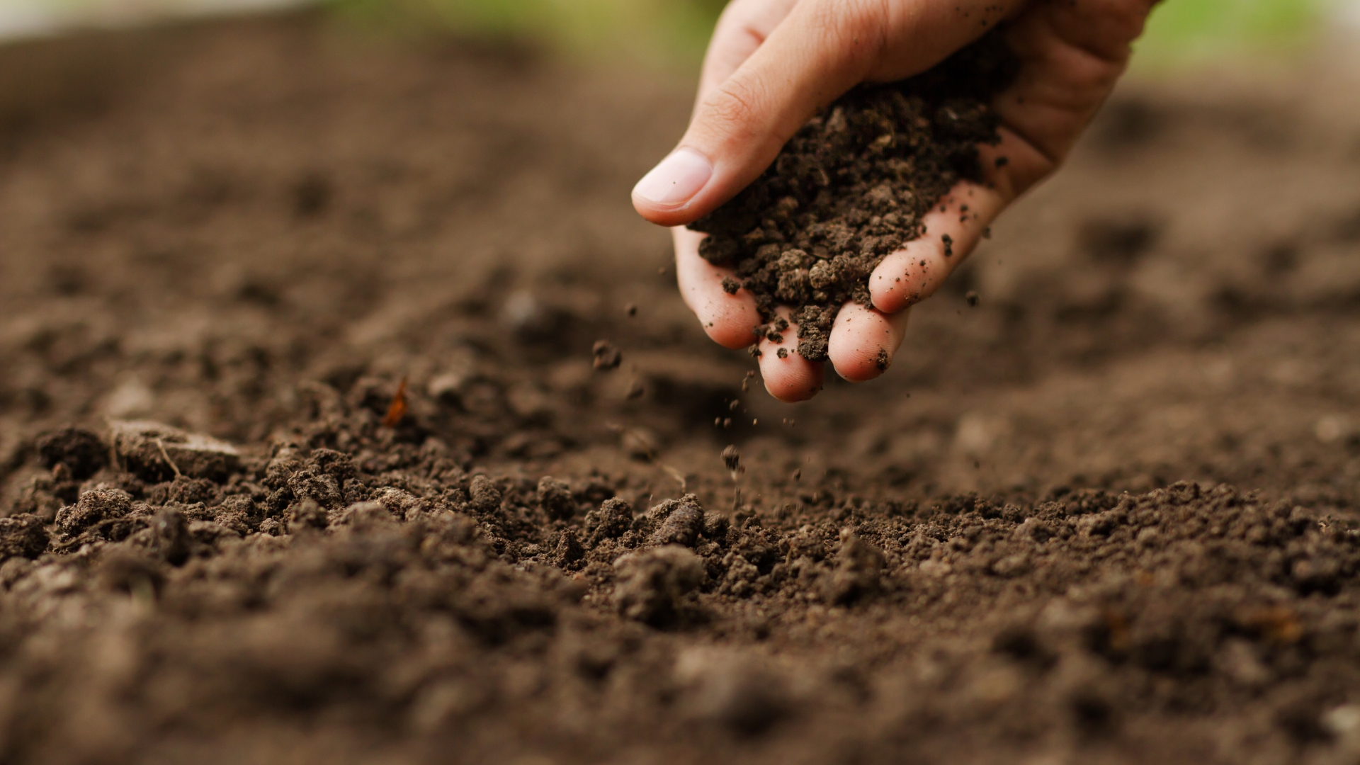 20 Ways to Improve Your Vegetable Garden Soil