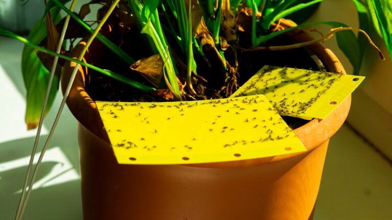 some dark-winged fungus gnats are stuck on a yellow sticky trap