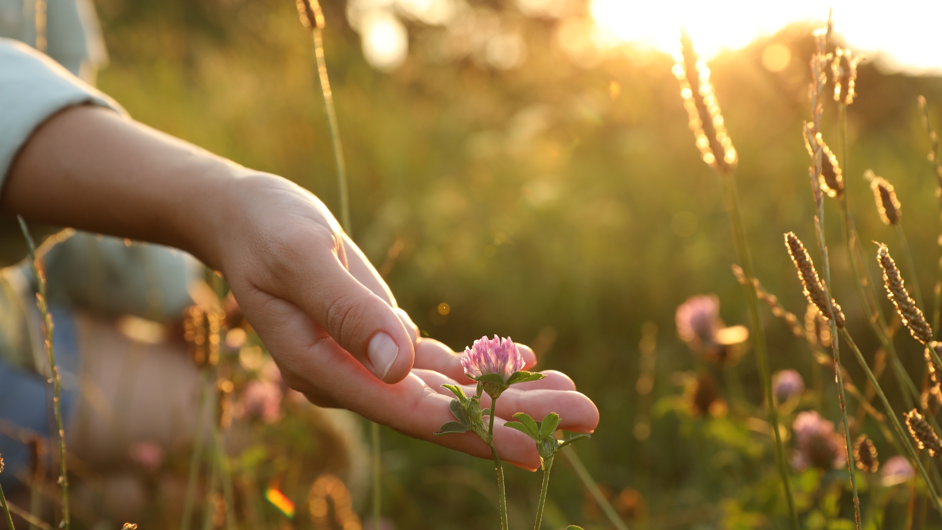 Woman walking through meadow and touching beautiful clover flower at sunset, closeup