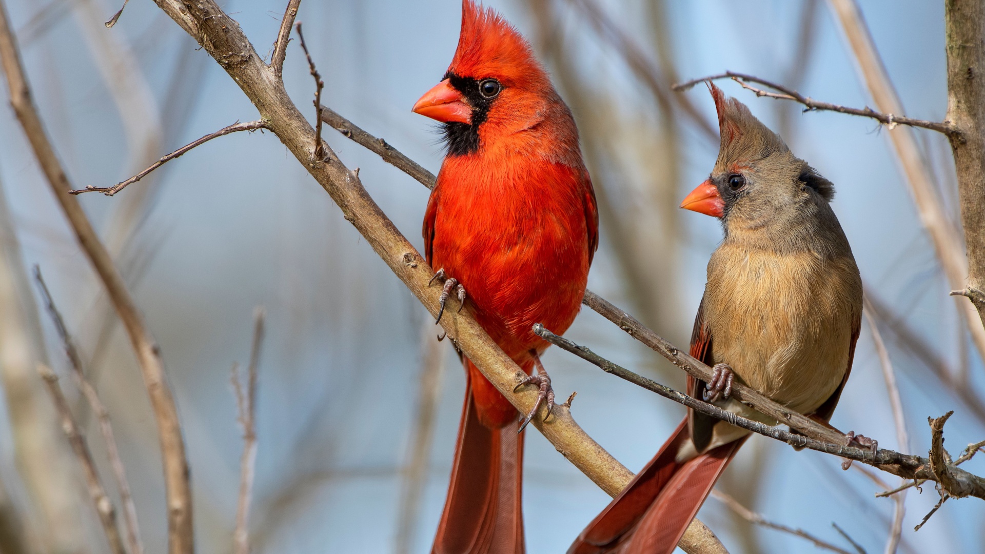 two cardinals on a branch