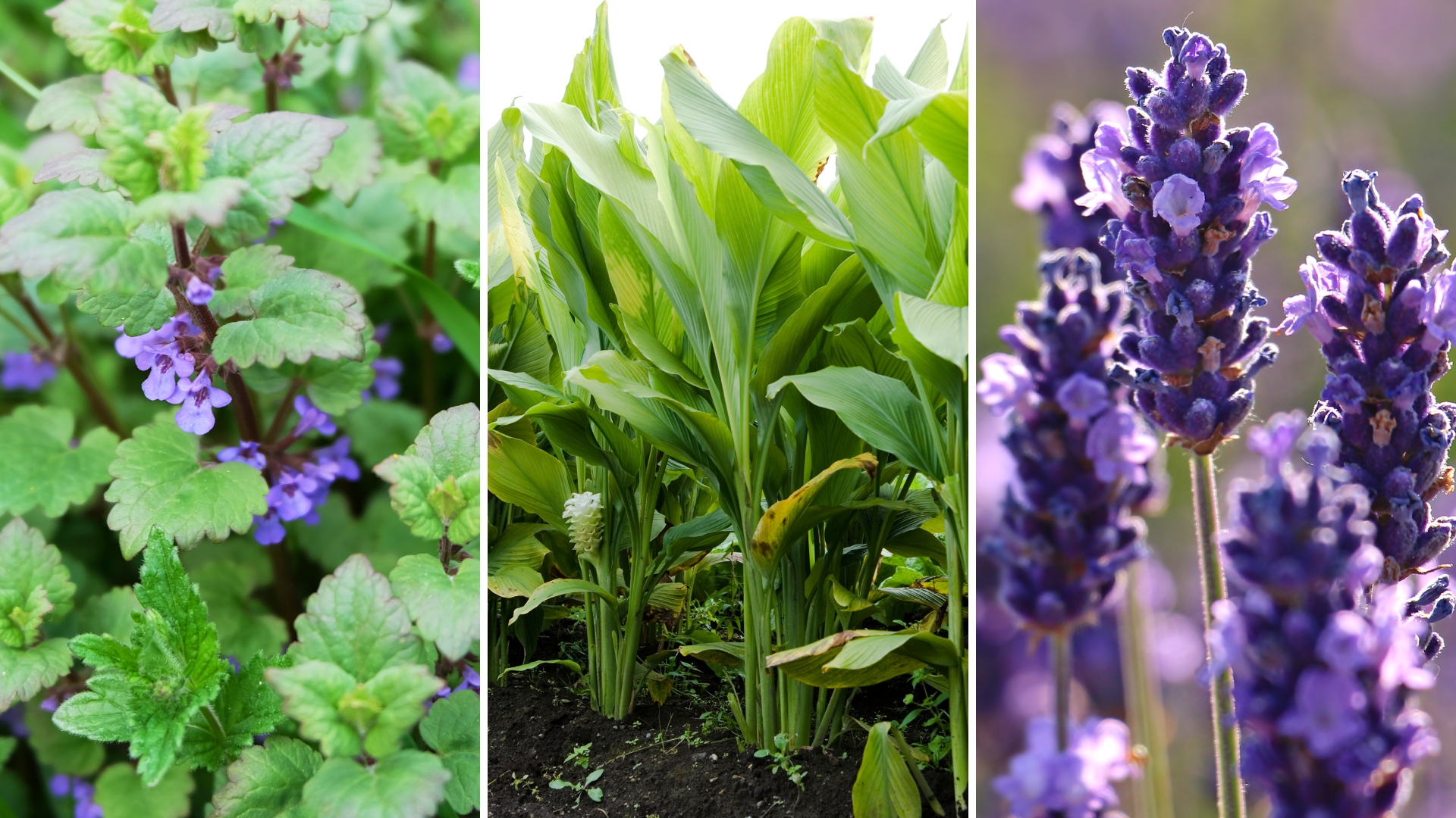 21 Natural Pain Relievers You Can Grow in Your Garden