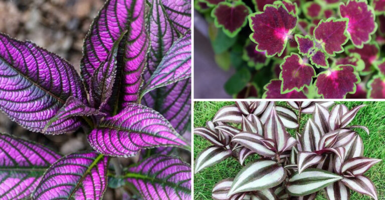 23 Of The Prettiest Plants With Purple And Green Leaves