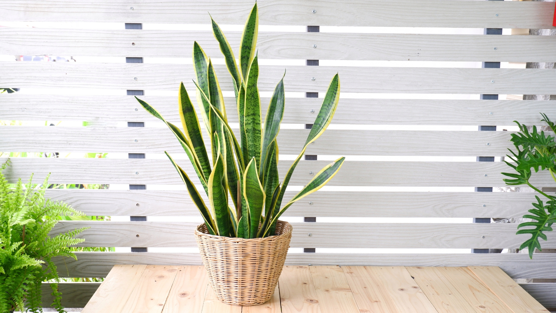 snake plant on brown wicker basket on white background