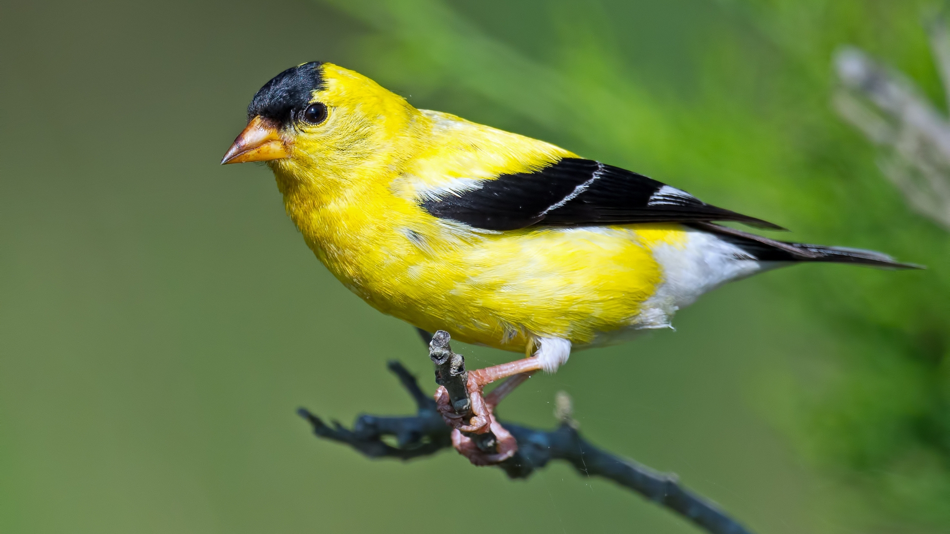 21 Trees That Provide Year-Round Food And Shelter For Goldfinches