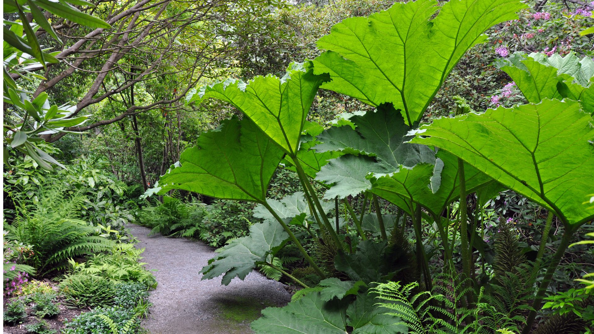 21 Unusual Tall Plants For Shady Gardens That A Horticulturalist Says We Should Be Using More