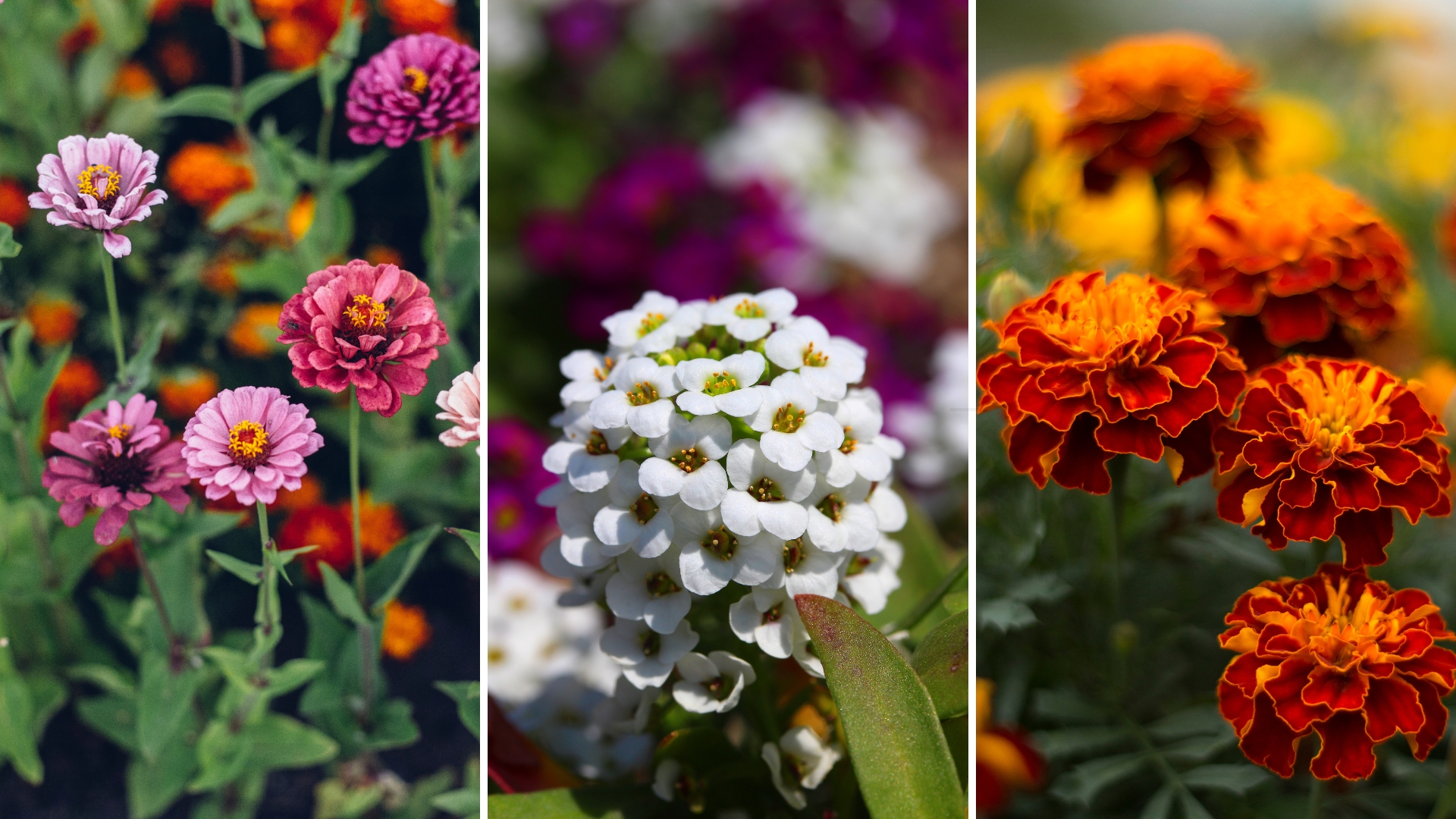 22 Best Flowers to Plant in Your Vegetable Garden (And Why You Should)