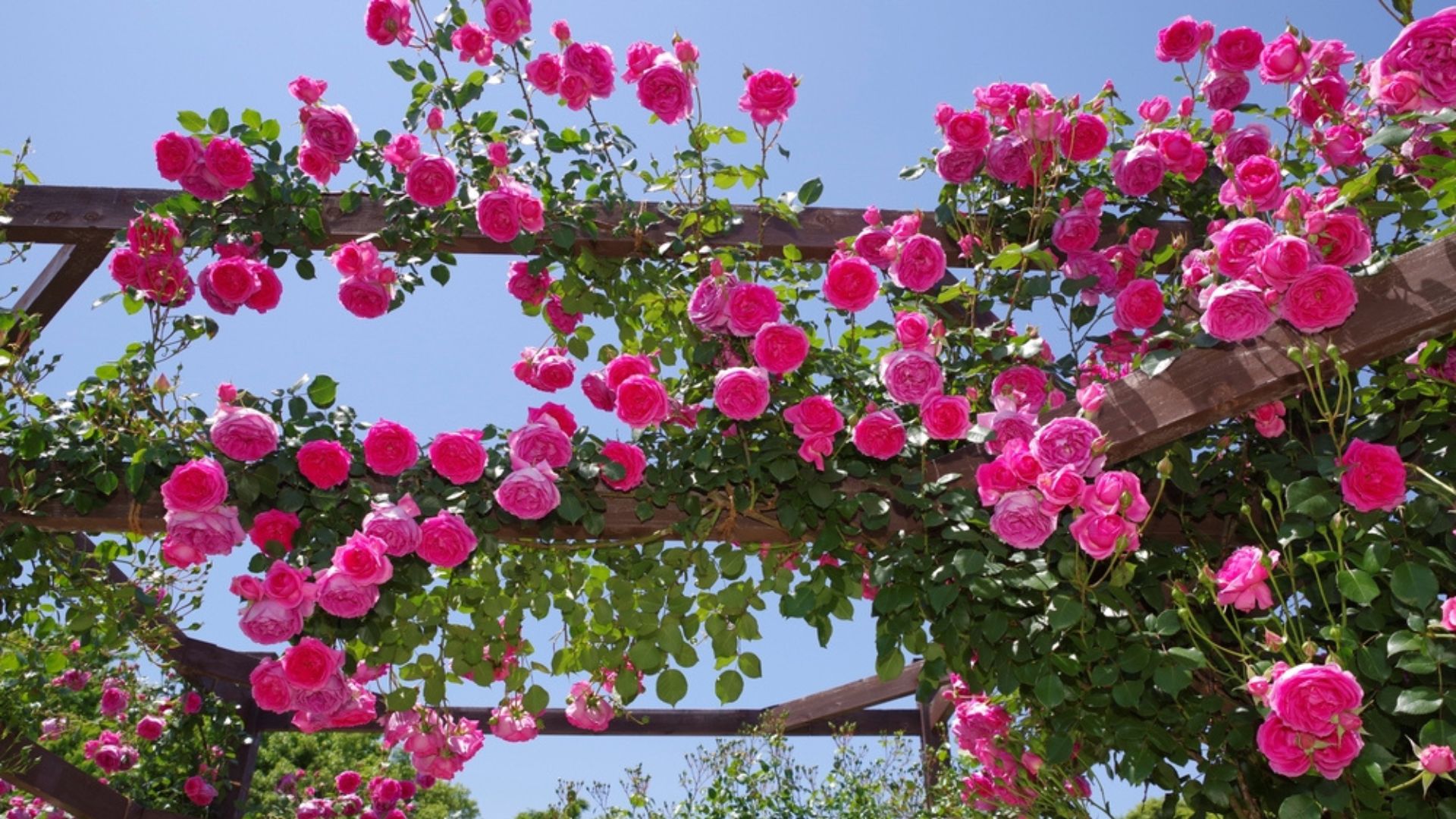 pink climbing roses