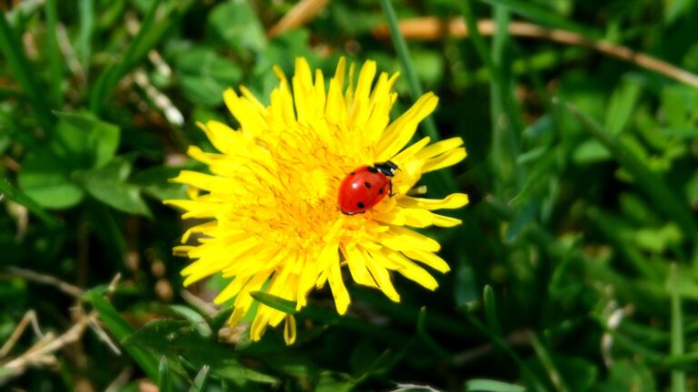 22 Great Plants That Attract Lady Bugs