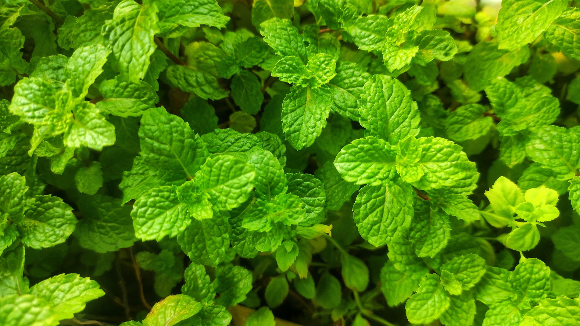 mint in garden