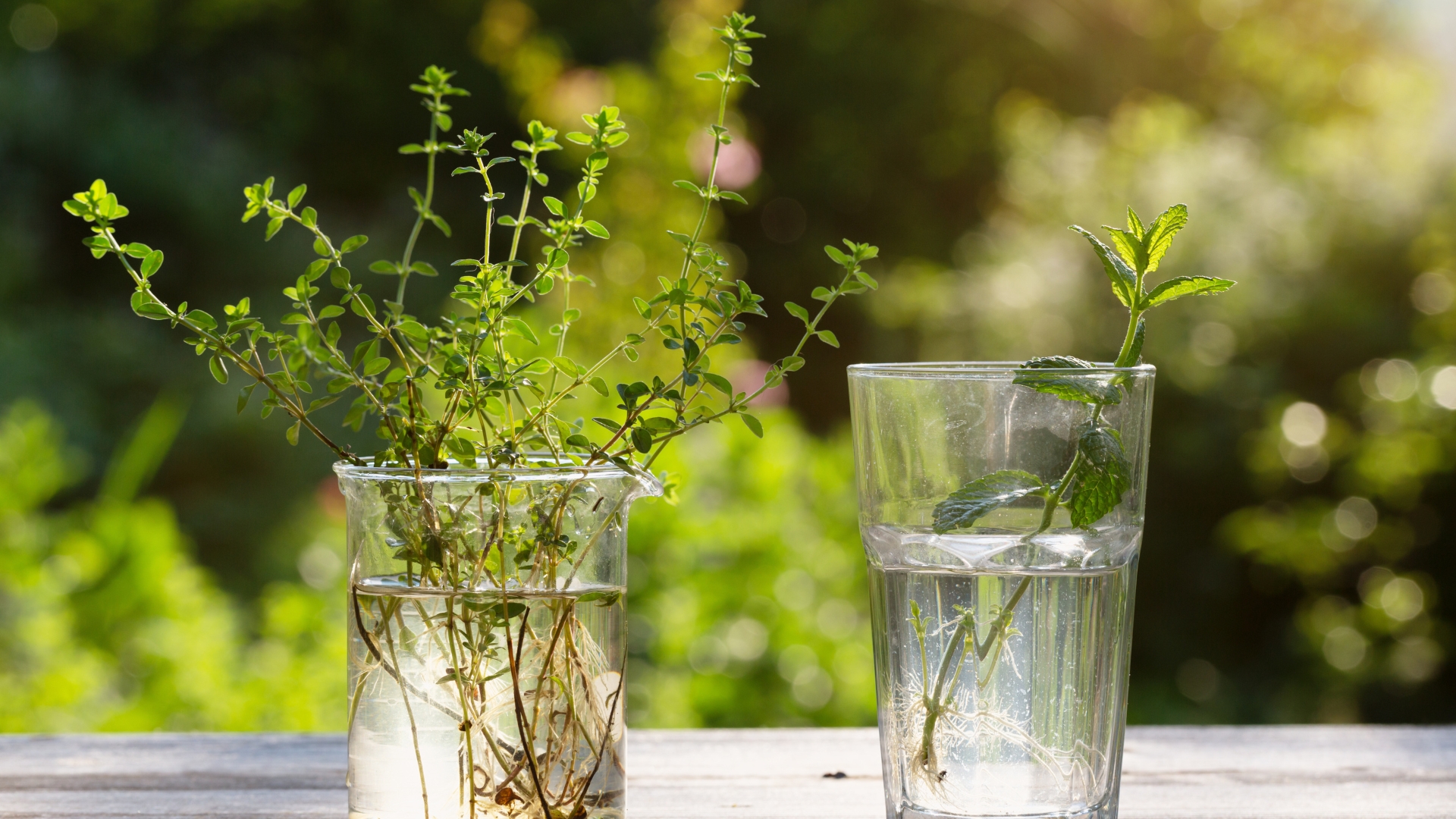 herbs in water culture