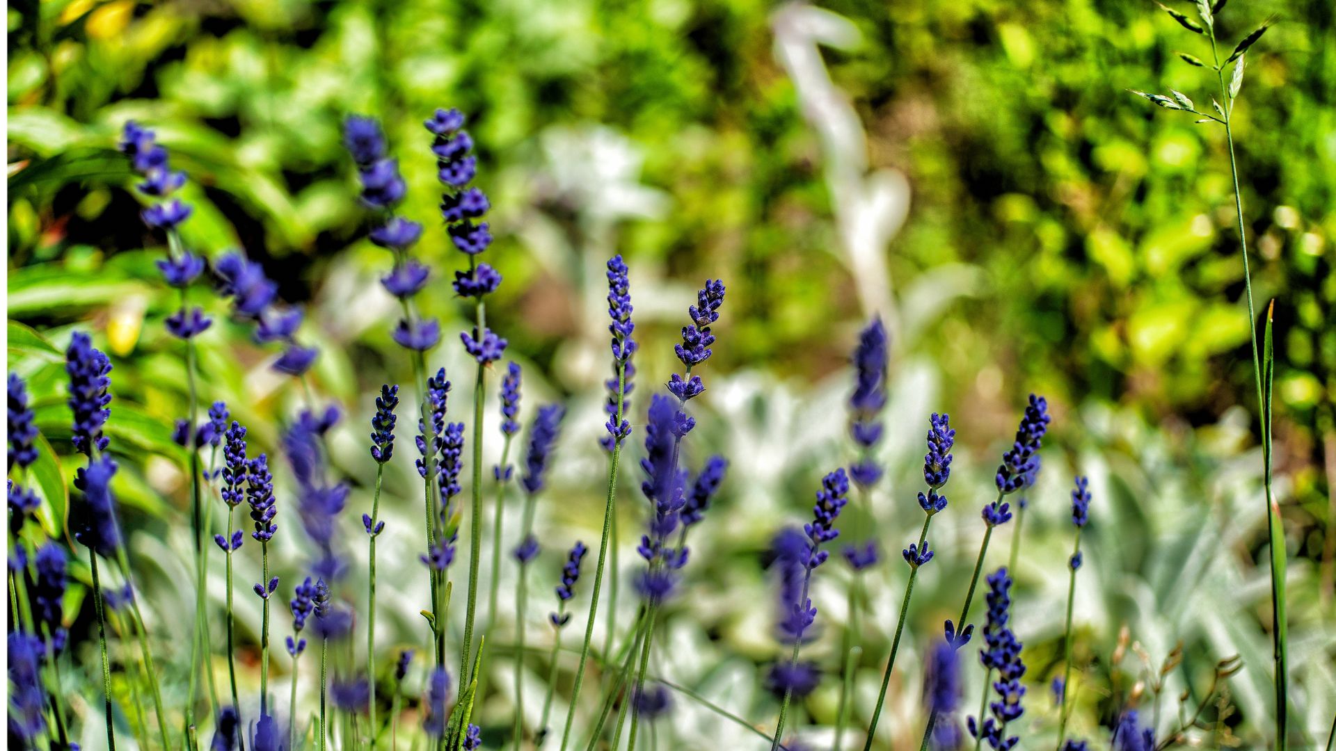 22 Plants Every Gardener Should Grow To Help Fight Against Weeds