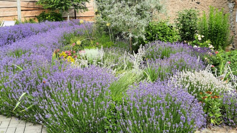22 Plants You’ll Want To Avoid Growing With Lavender In The Garden
