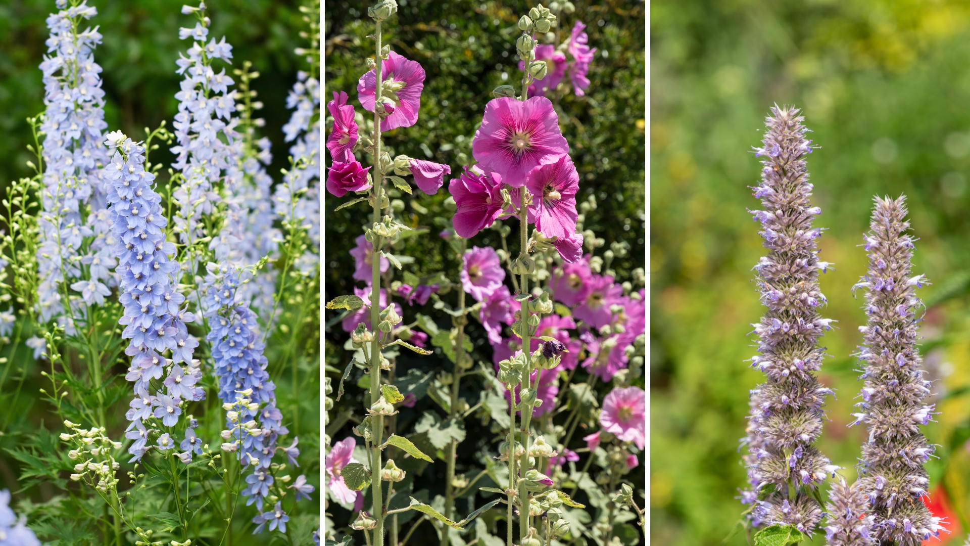 22 Tall Perennials To Bring Height And Depth To Your Garden Design