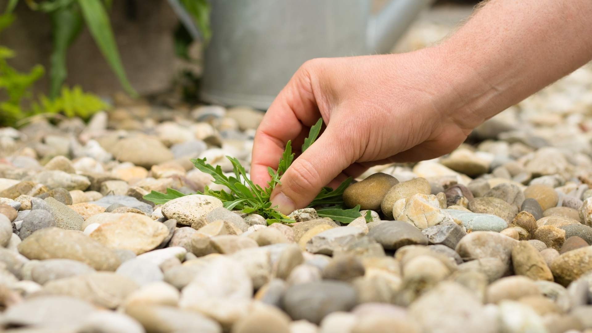 hand picking weed from gravel