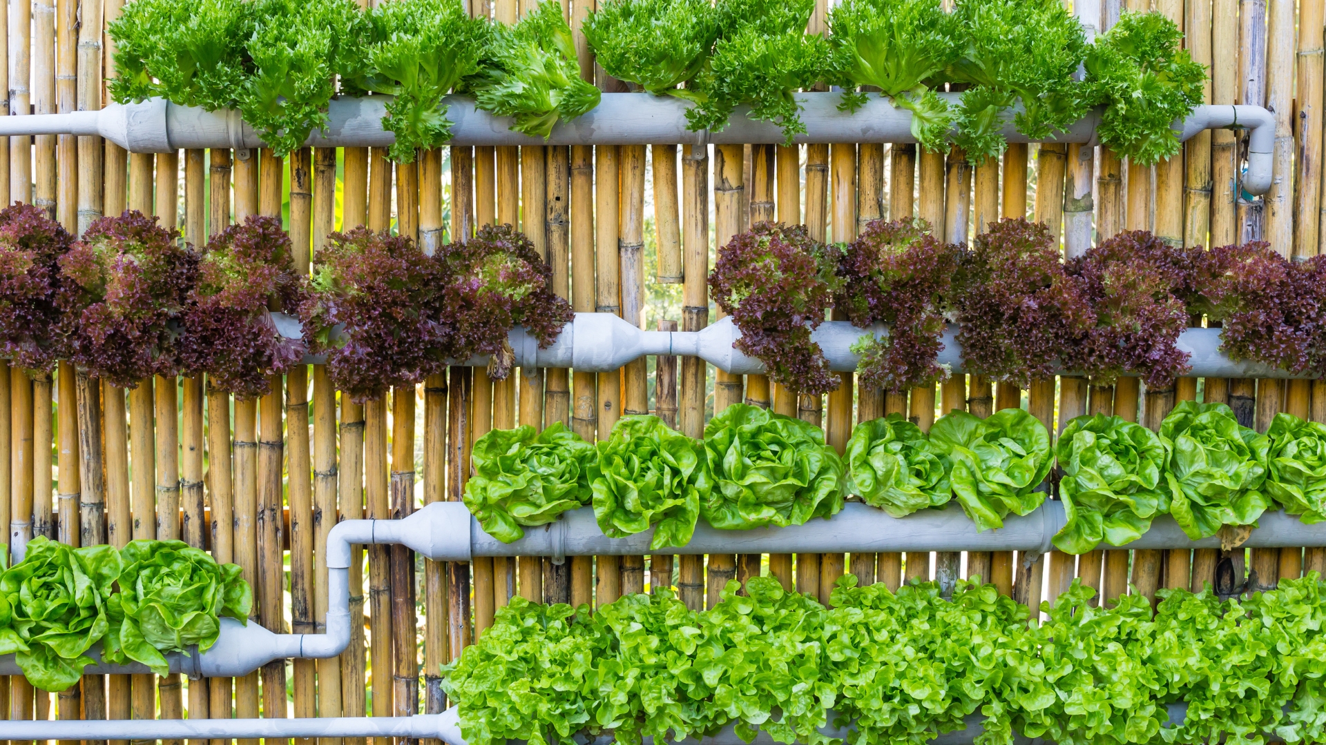 22 Vegetables That Are Perfect For Vertical Gardens