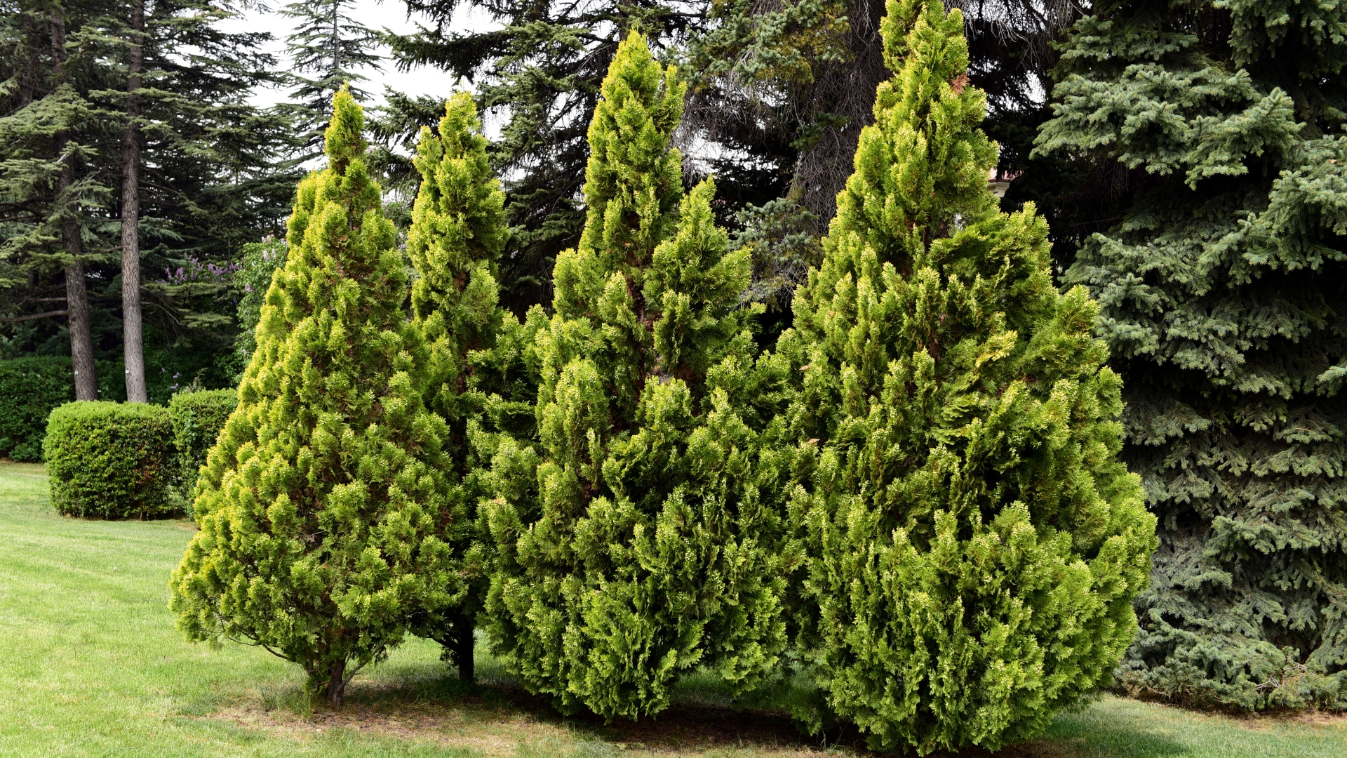 thuja green giant tree in a garden