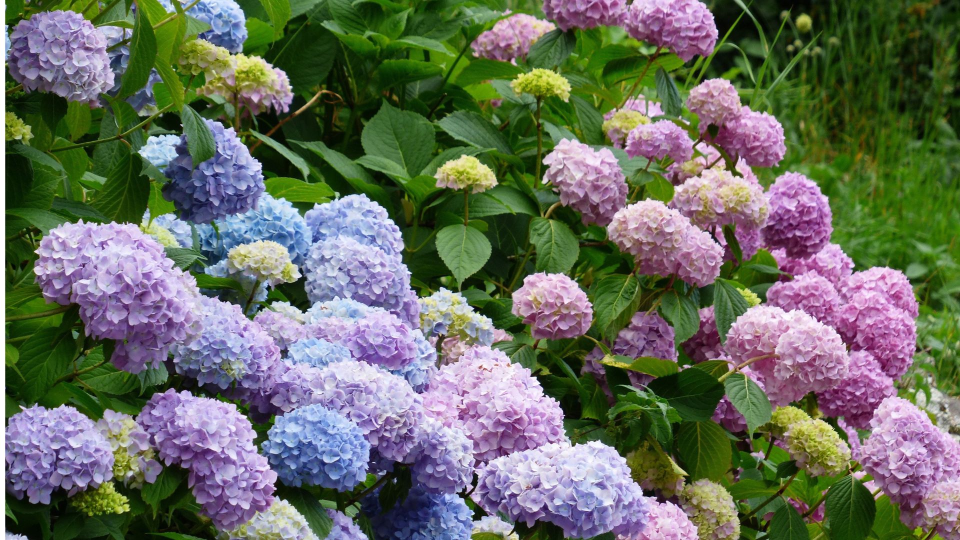 23 Flowers You’ll Adore If You Love Hydrangeas