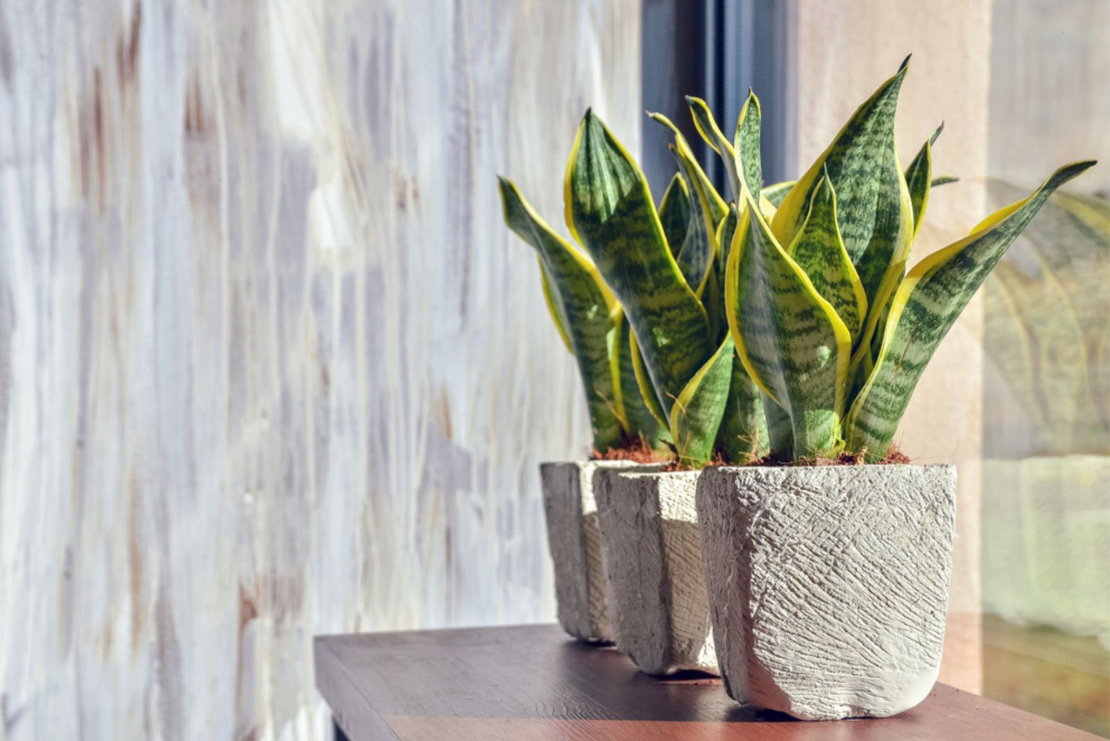 snake plants in pots