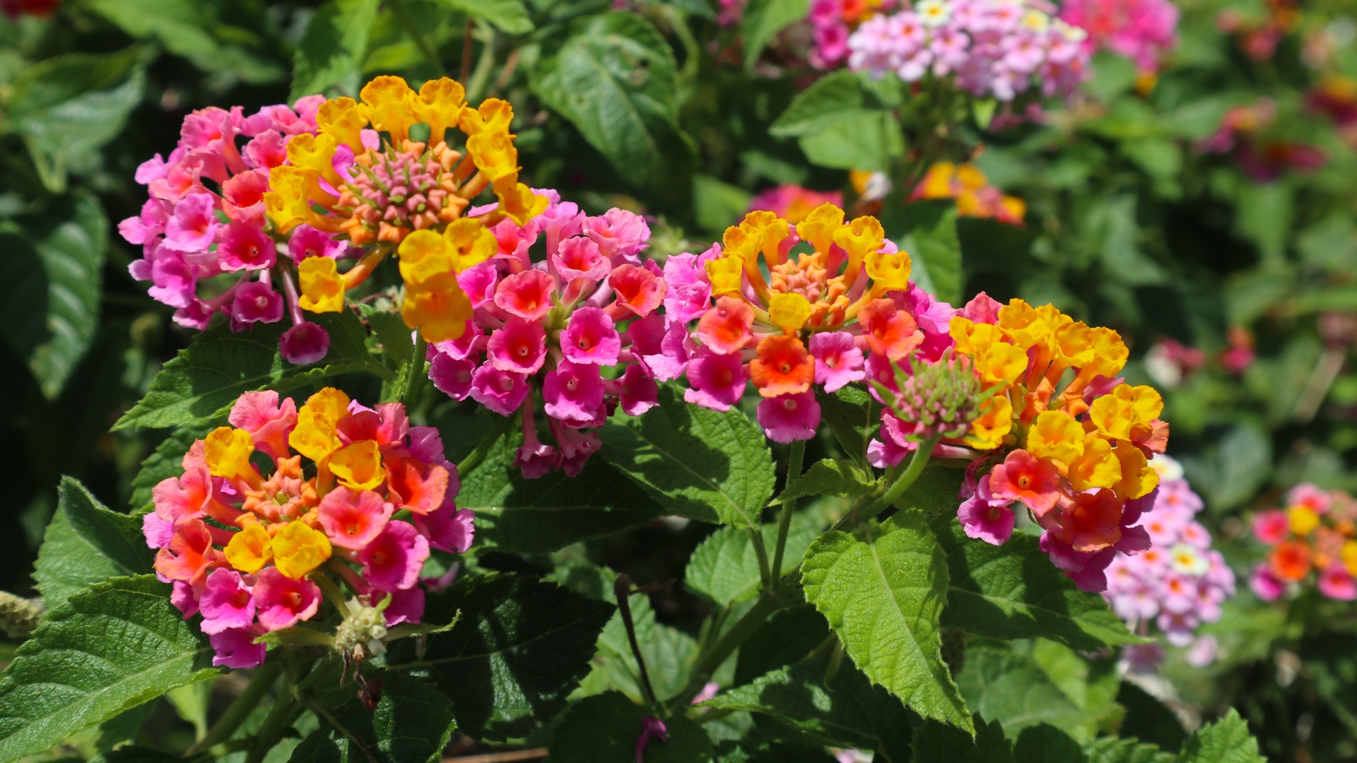 Lantana camara flower with pink and yellow color are fully blooming in the garden