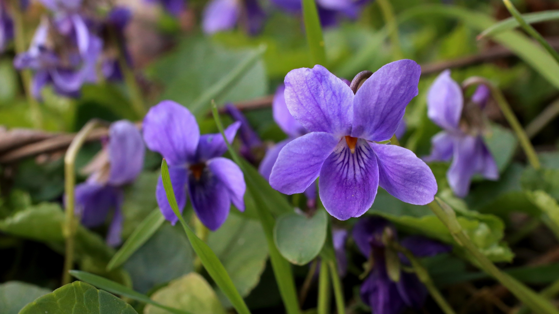 Viola odorata, Sweet Violet, Violaceae. Wild plant shot in spring.