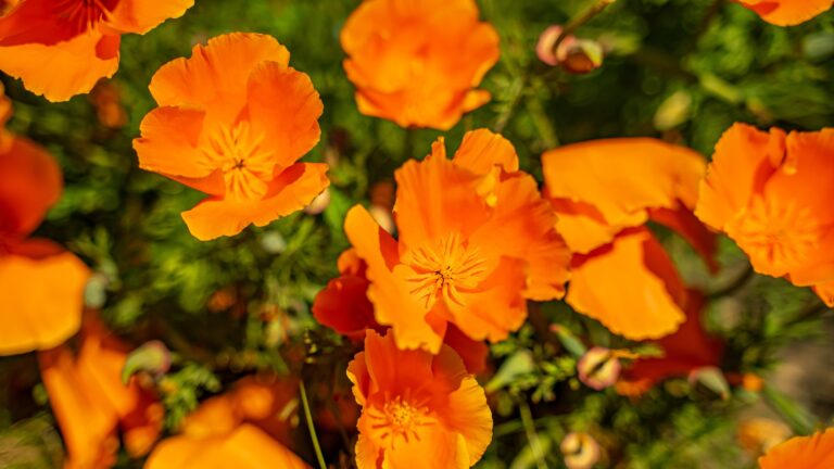 Close up of California Poppies "Super Bloom"