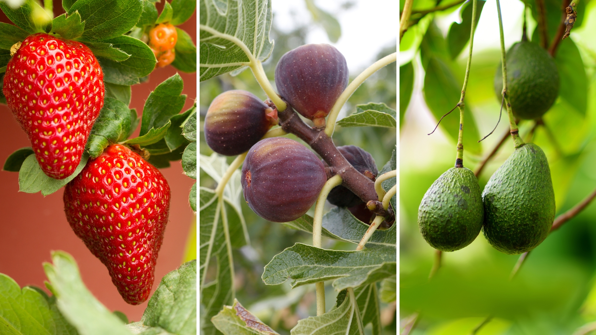 strawberry, fig and avocado cultivation