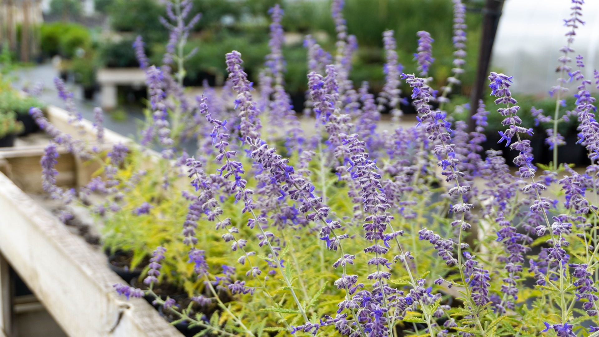 Peróvskia Salvia subgenus - Russian sage