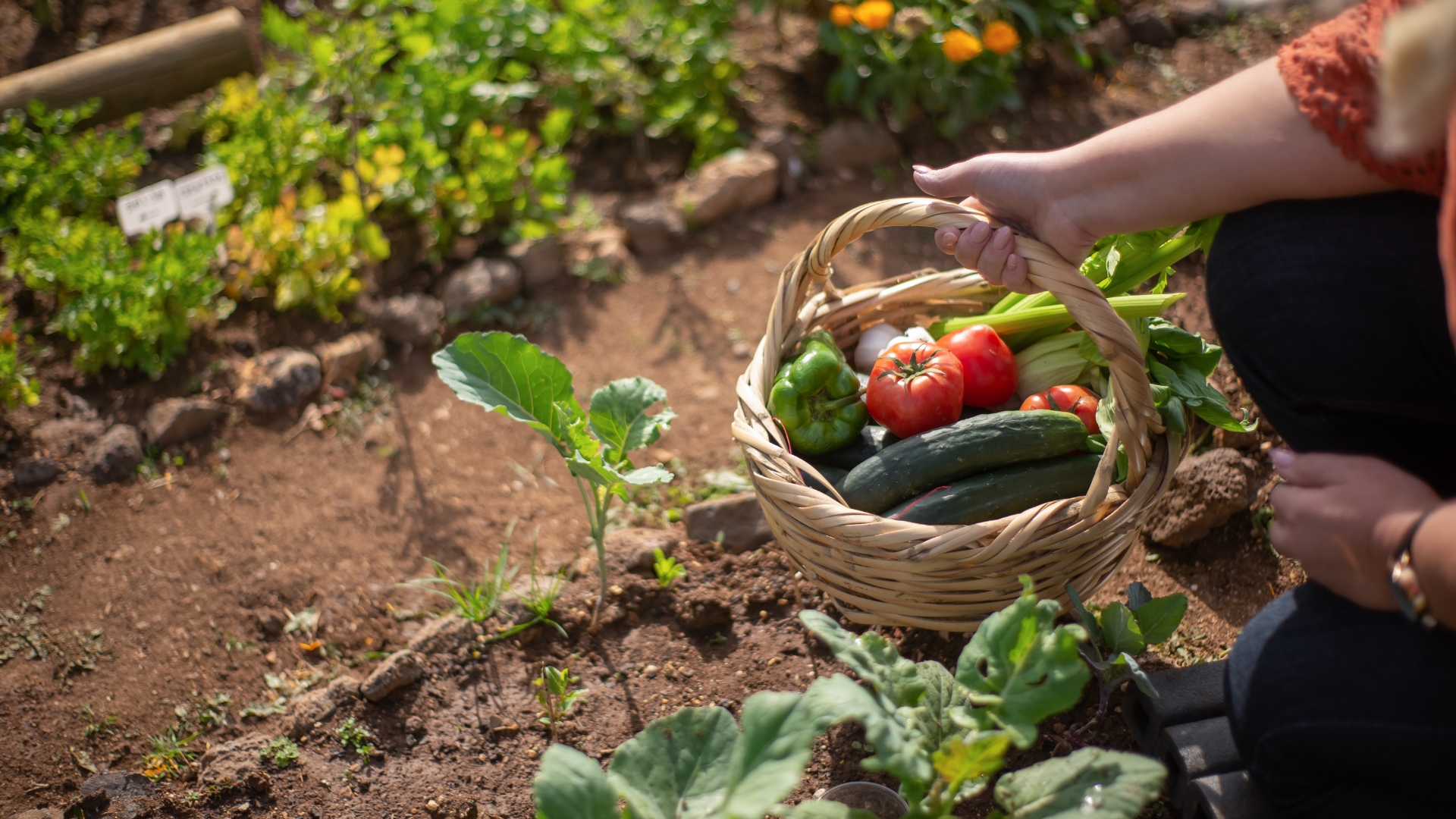 24 Simple And Effective Vegetable Gardening Tips For Beginners