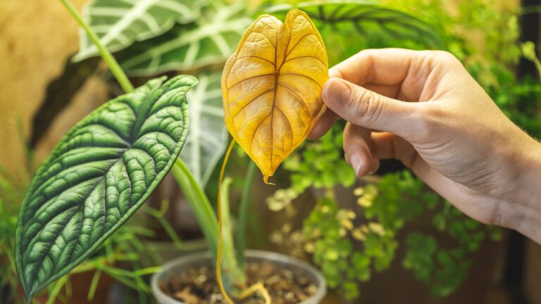Woman hand holding a yellow leaf of Alocasia Dragon Scale
