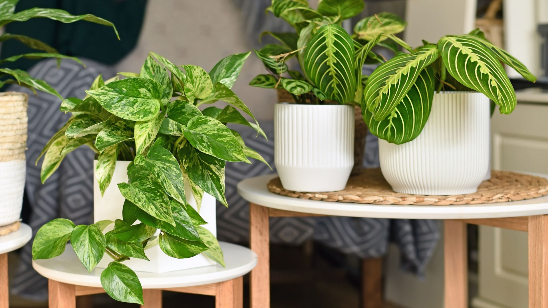 24 Things Nobody Tells You About Trendy Houseplants