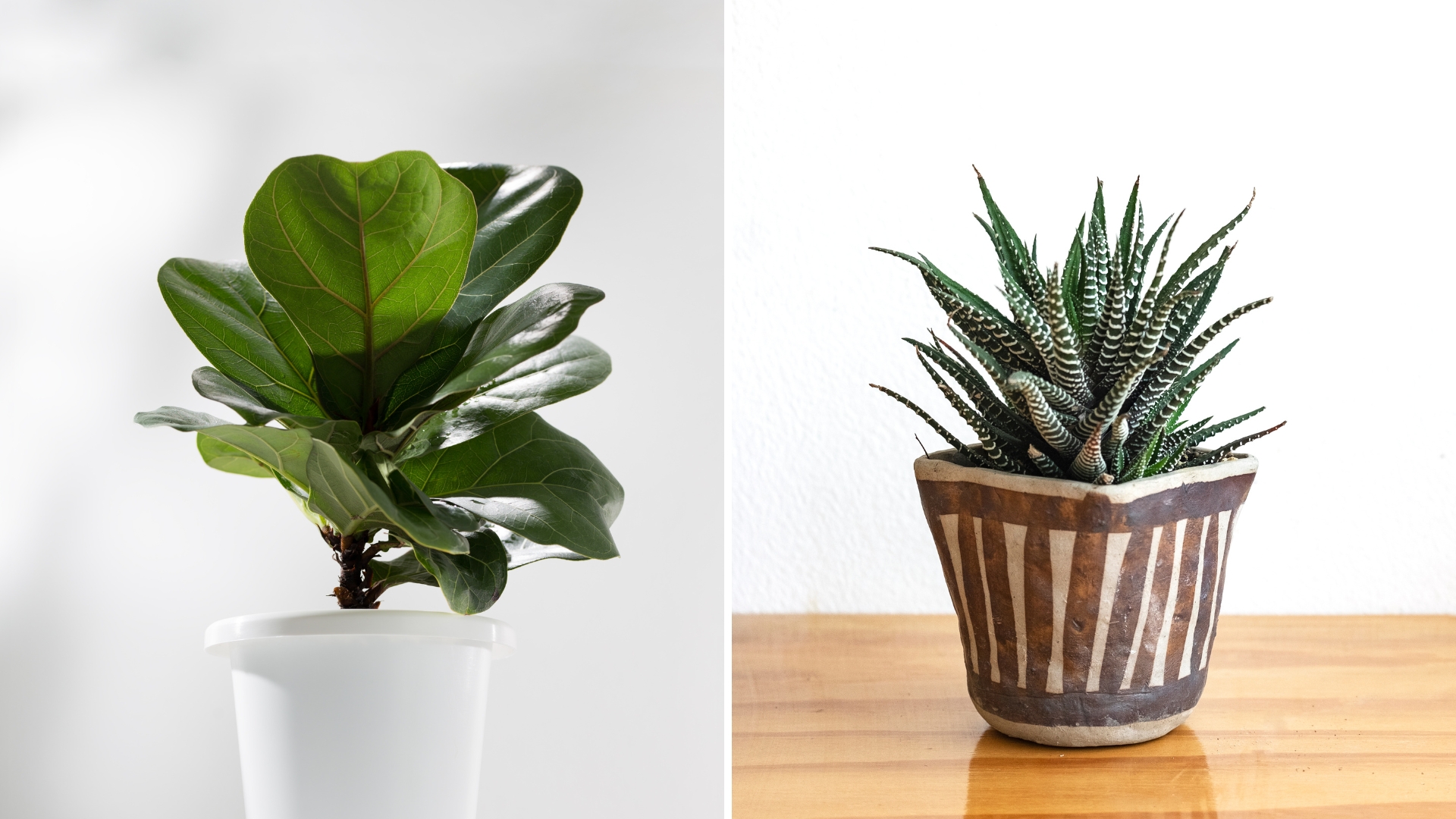 24 Underrated Houseplants That Deserve Your Attention, According to Experts