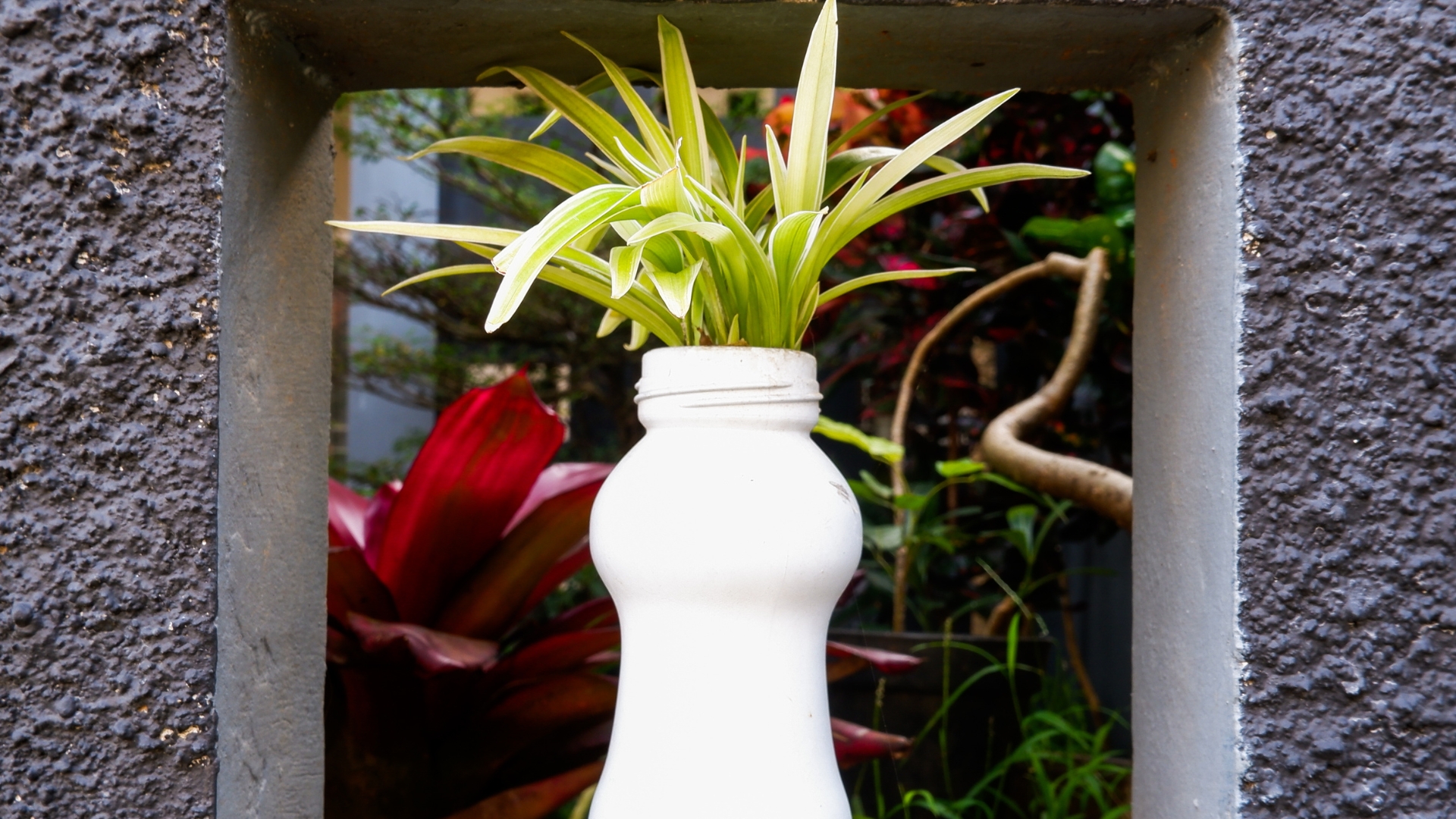 Spider Plant (or spider ivy, ribbon plant) growth at used botle, placed on garden wall.