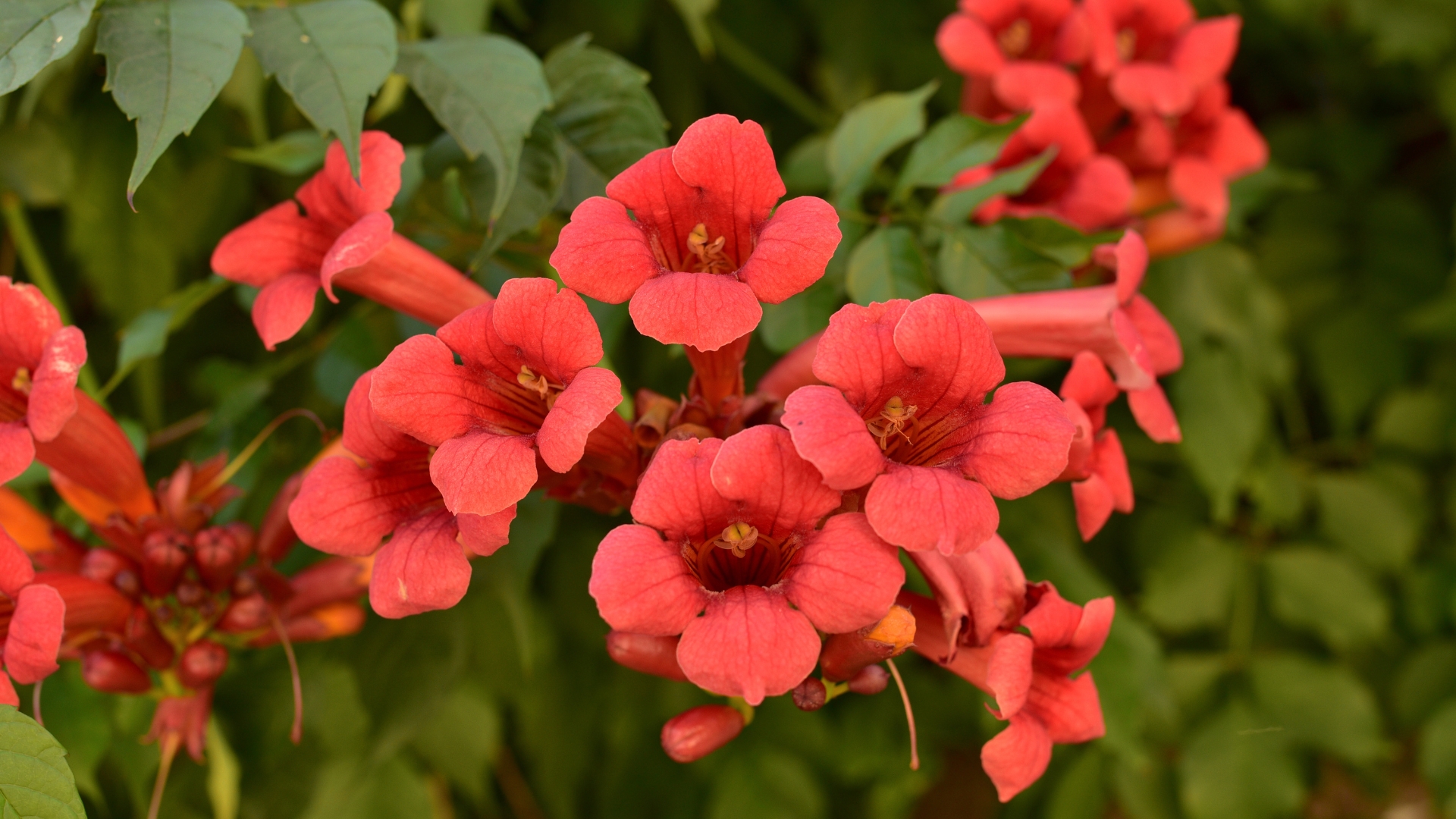 25 Beautiful Perennial Flowering Vines That Come Back Every Year