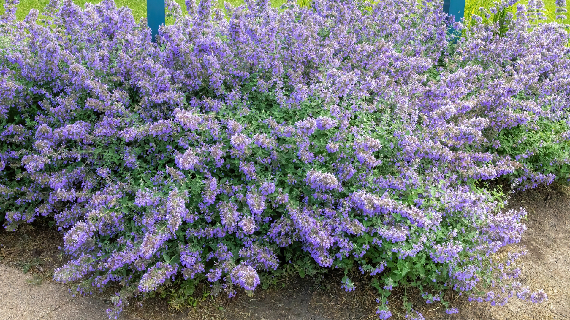 Purple flowering nepeta, also known as catmint, blooming on a summer evening in Lindstrom, Minnesota USA.