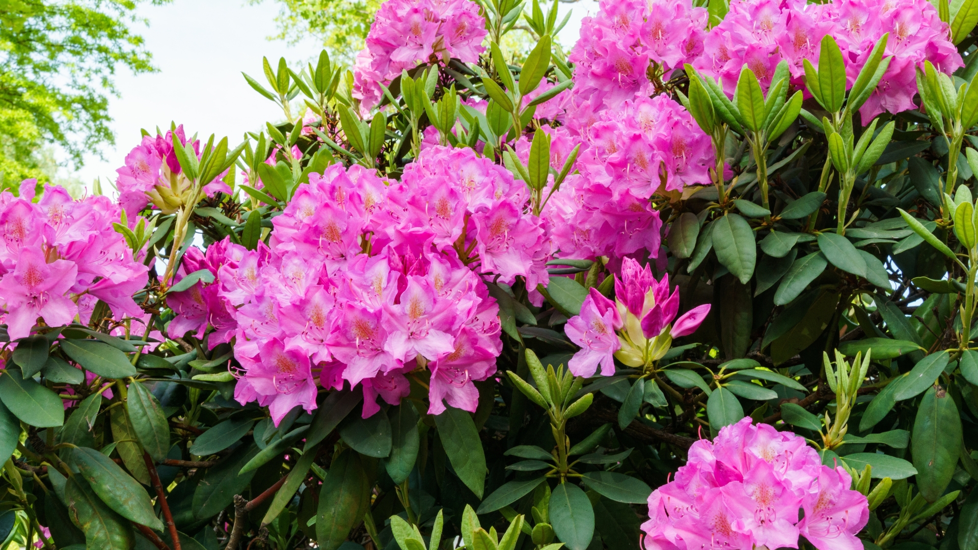 Bright pink Rhododendron Azalea flowers close-up